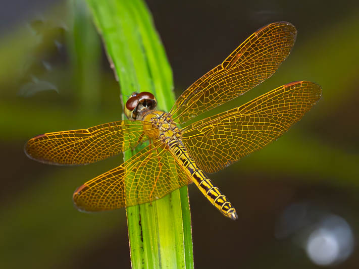 Perithemis electra (Golden Amberwing) male-3.jpg